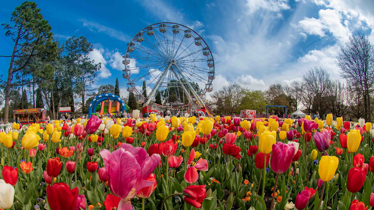 Australia’s biggest flower festival returns this spring