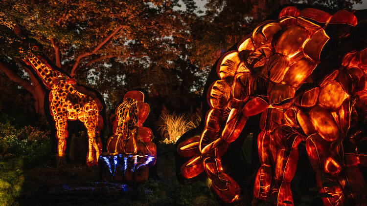 Bronx Zoo Harvest Glow