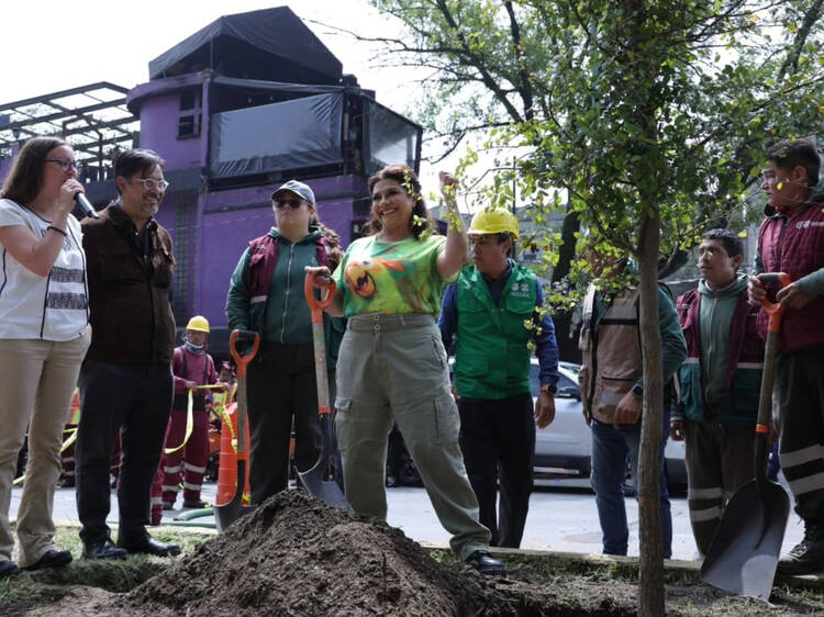Plantarán más de mil árboles nativos en CDMX: conoce la razón