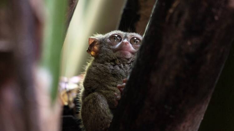 Go tarsier watching in the evening