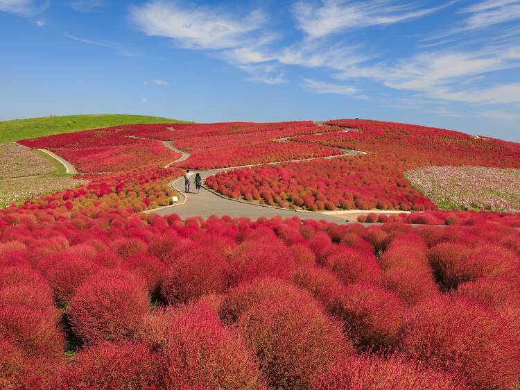 Ibaraki Prefecture, Japan Ibaraki Prefecture, Japan
