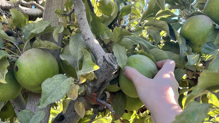 Go apple picking in the mountains