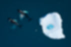 Humpback Whales