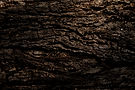 closeup-shot-of-a-tree-trunk-2023-11-27-05-33-15-utc_edited.jpg