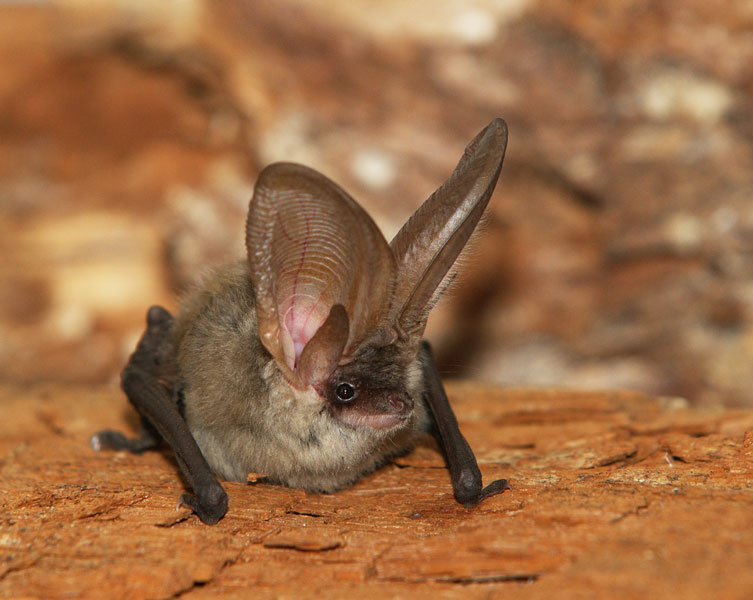A grey long-eared bat rests on red earth.
