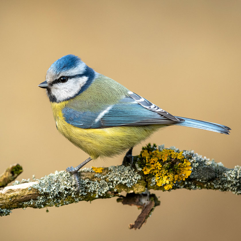 A blue tit on a lichen-covered twig. It has a yellow-green body, a blue crown and wings, and a bold white face.