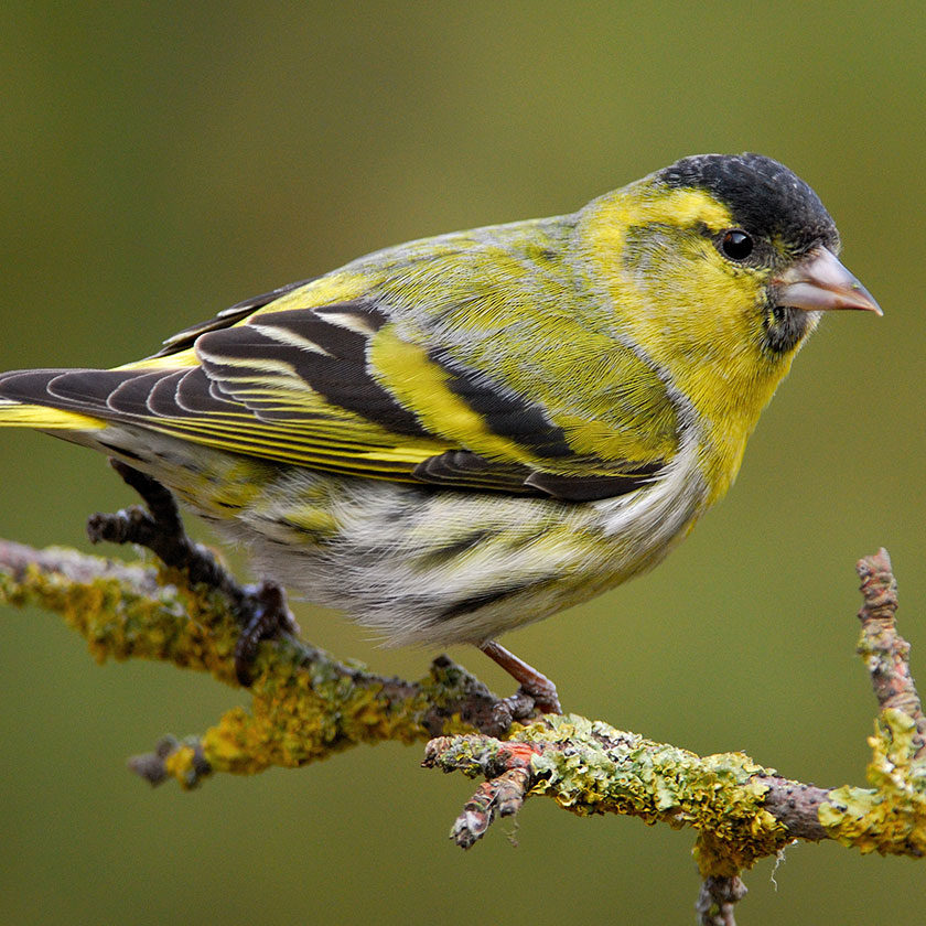 A male siskin perched on a branch. It is yellow with black accents on its wings and head.
