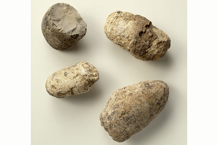 Four dinosaur coprolites