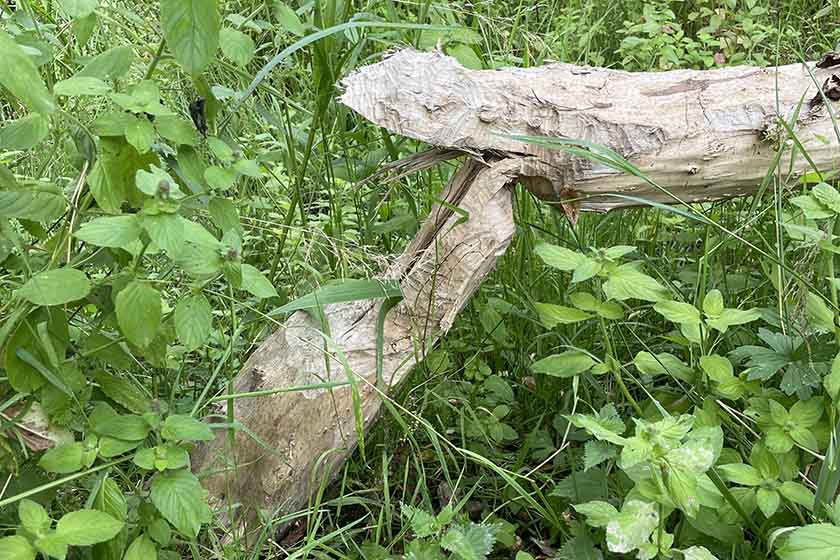 A tree stump which has been gnawed by a beaver, showing the cut marks by their teeth on the base.