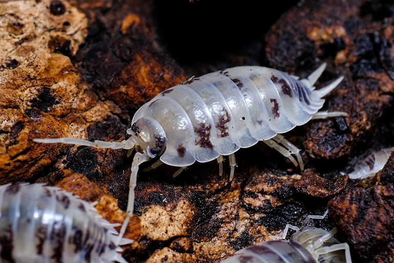 A white-coloured woodlouse crawls through soil