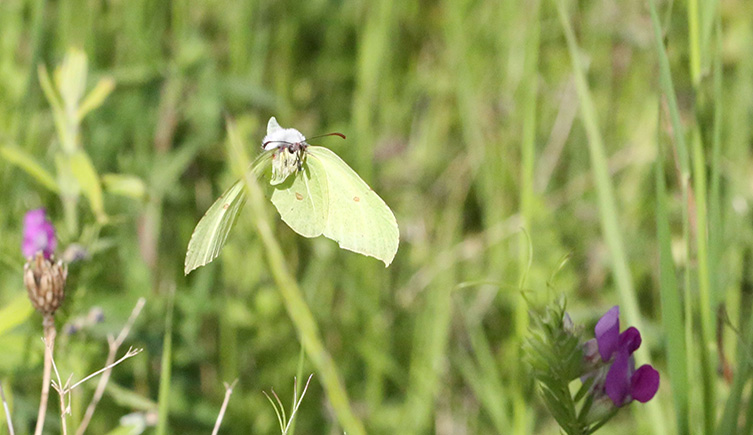 A pale green butterfly flies through a grassy area in the sunshine