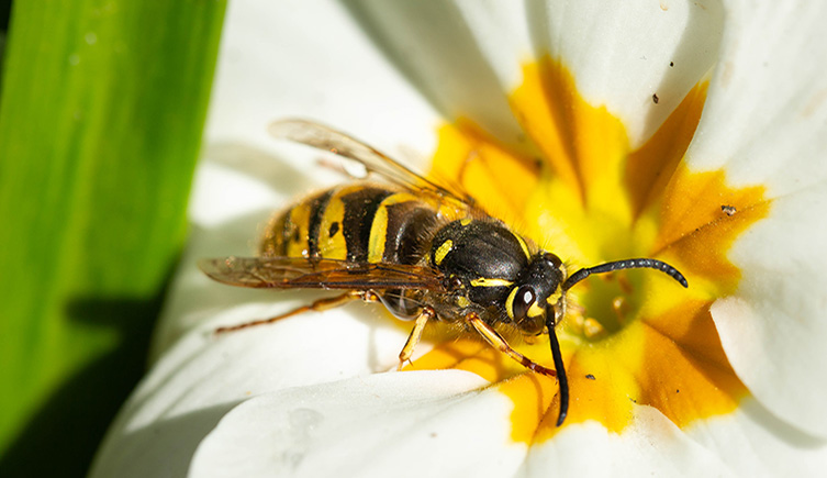 A wasp sits on a white flower with a yellow centre