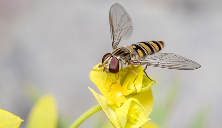 A striped hoverfly rests on a yellow flower
